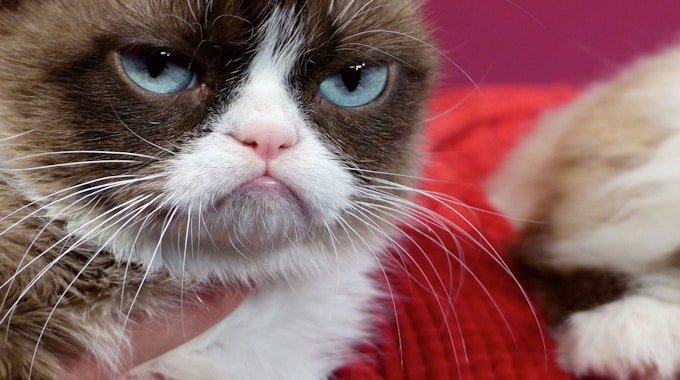 Hauskatze «Grumpy Cat» wird im Wachsfigurenkabinett bei Madame Tussauds von ihrer Besitzerin gehalten - Grund des Besuchs war die Vorstellung der Wachsfigur der Katze.