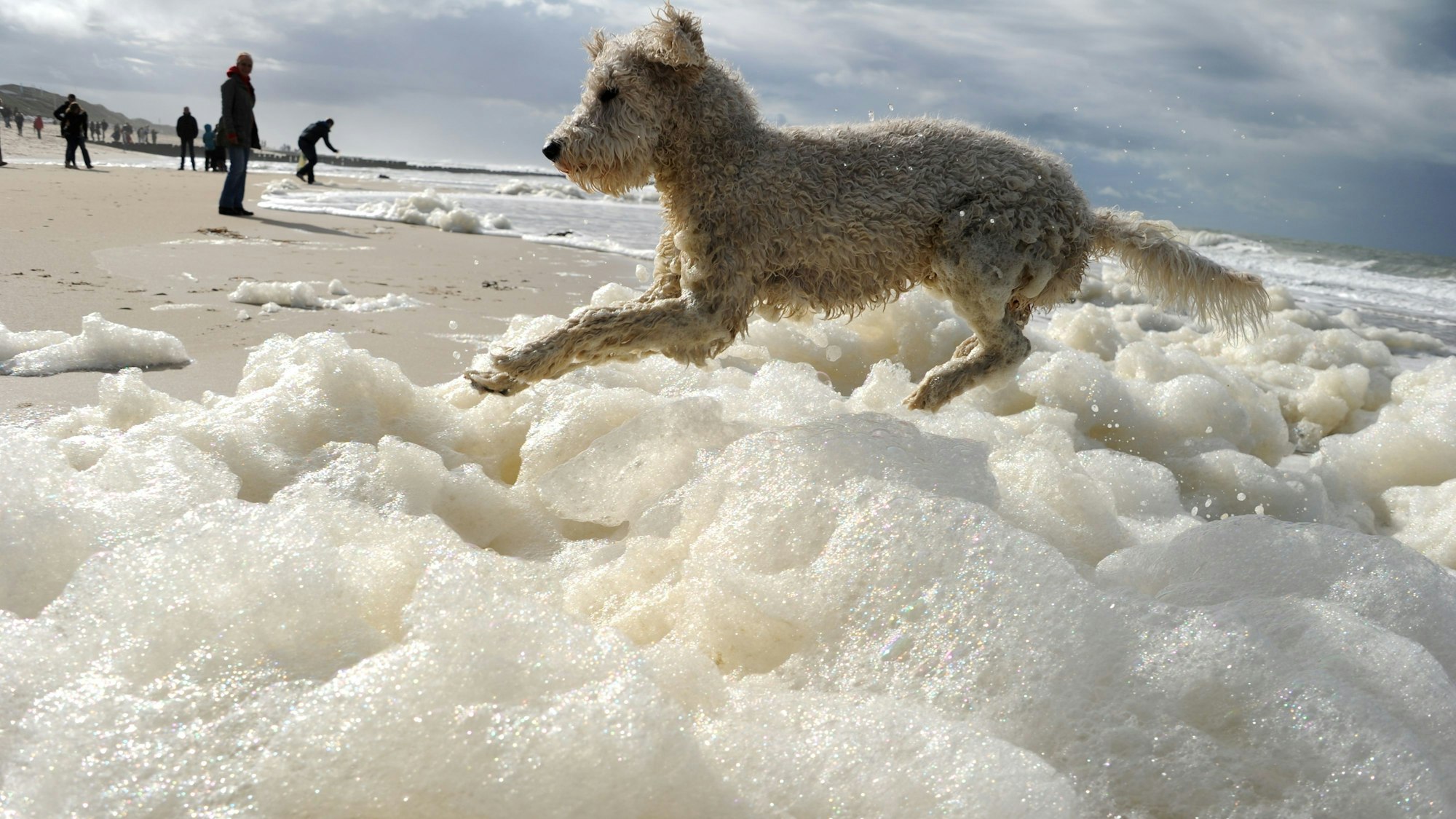 Ein Hund springt durch Schaumberge am Strand der Nordsee-Insel Sylt. Im Hintergrund sind Menschen zu sehen.