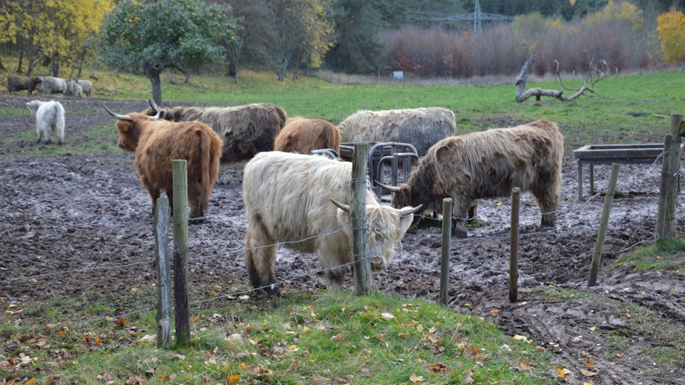 Schottische Hochlandrinder stehen zusammen auf einer matschigen Wiese.