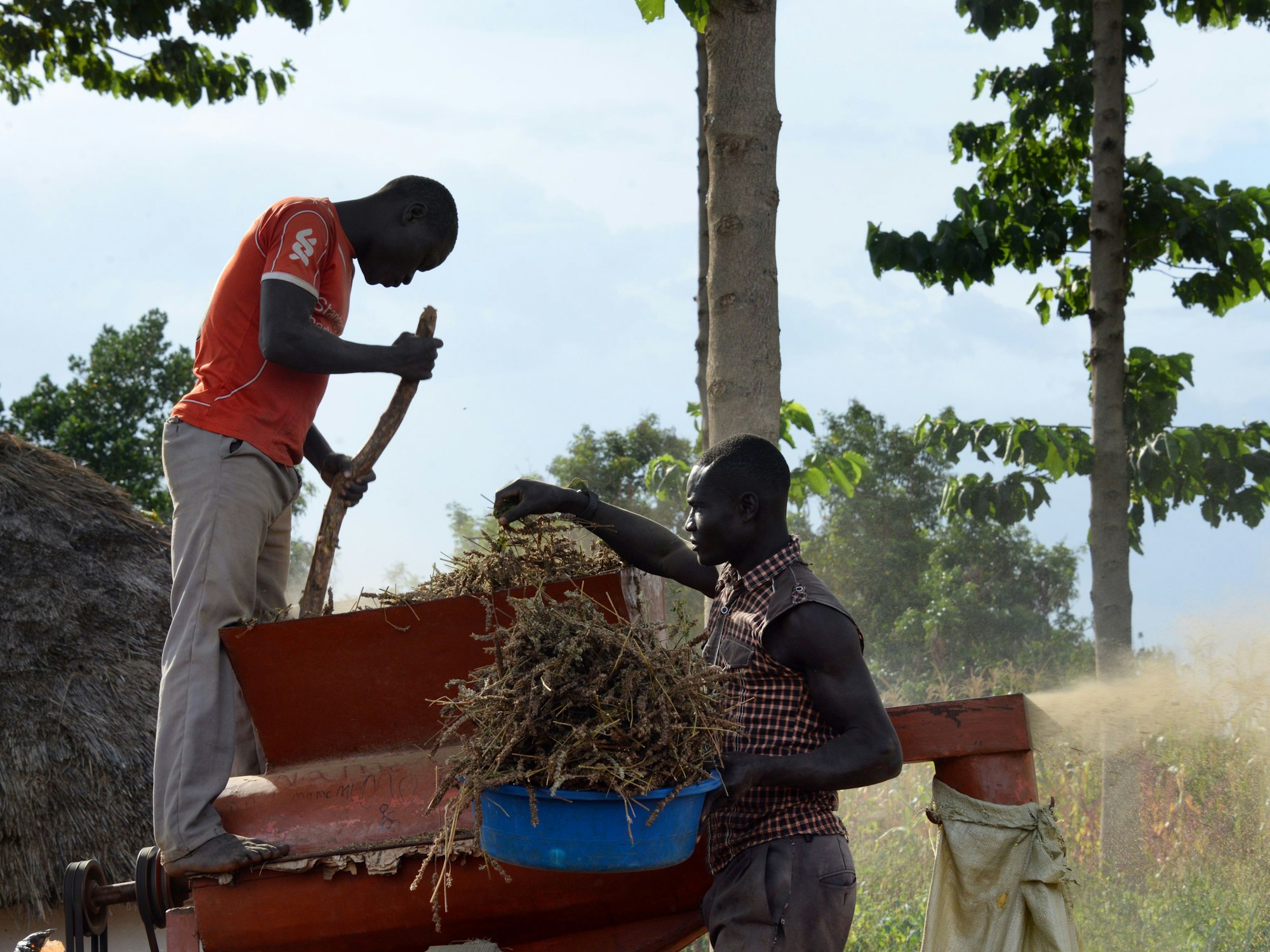 Zwei Männer füllen am 30.06.2017 in Uganda Chia-Pflanzen in eine Dreschmaschine.