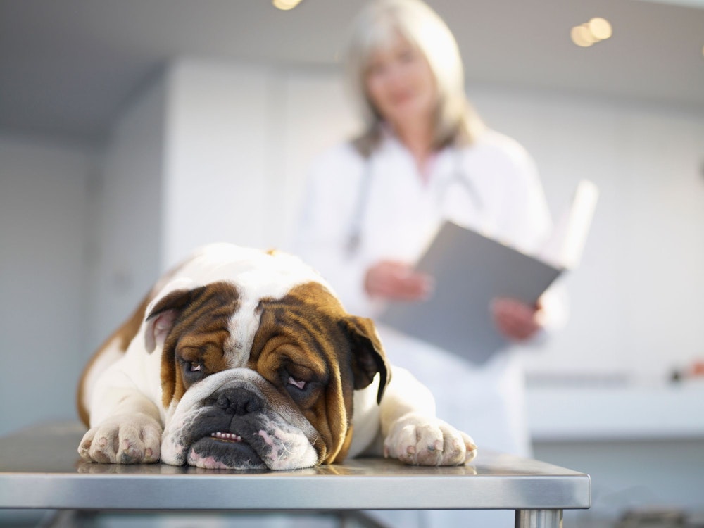 Eine Bulldogge liegt beim Tierarzt auf dem Tisch.