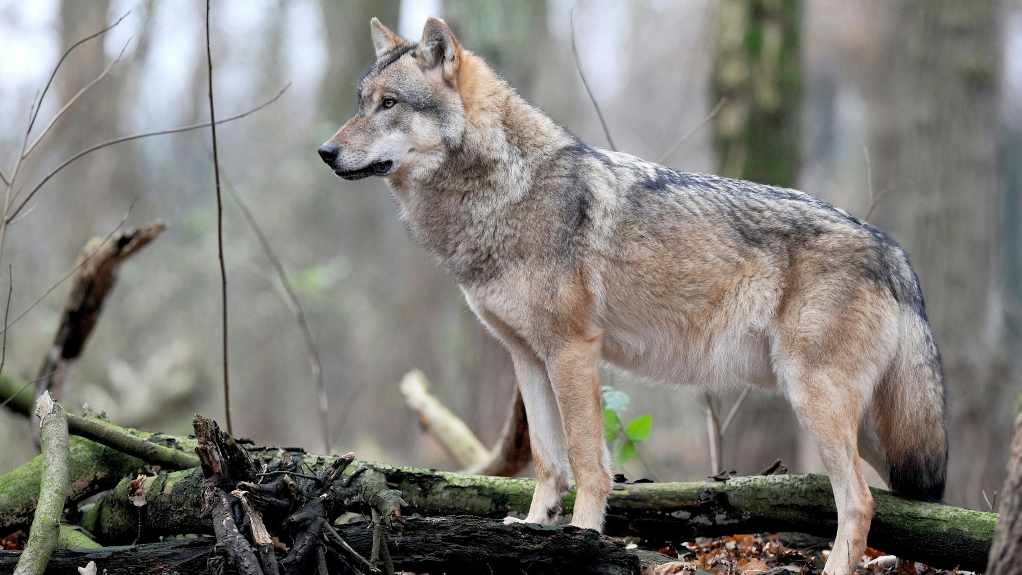 Ein Wolft steht neben Geäst im Wald.