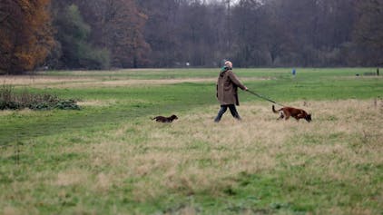 Auf der Gleueler Wiese werden auch weiter die Hunde spielen, eine Mehrheit für Fußballplätze gibt es nicht.
