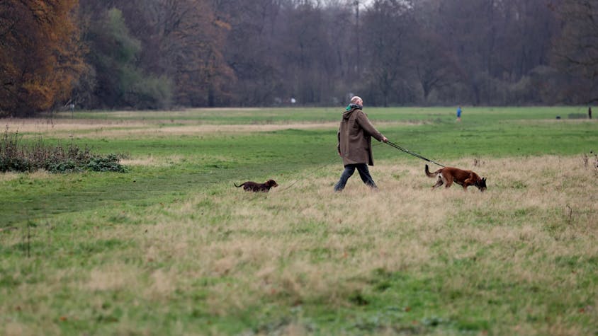 Auf der Gleueler Wiese werden auch weiter die Hunde spielen, eine Mehrheit für Fußballplätze gibt es nicht.