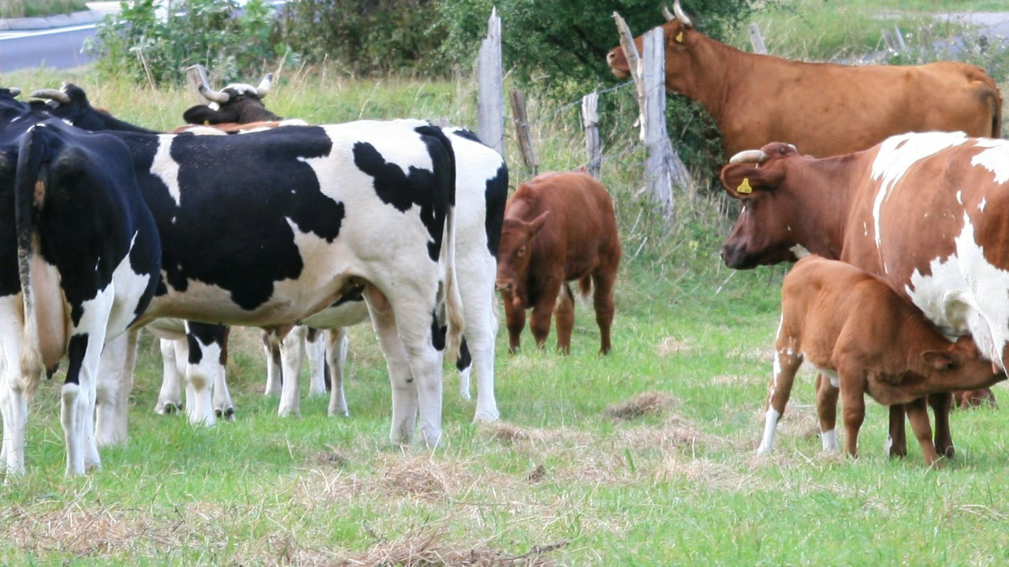 Schwarz-weiße und braun-weiße Kühe stehen auf einer Weide.