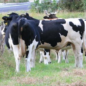 Schwarz-weiße und braun-weiße Kühe stehen auf einer Weide.
