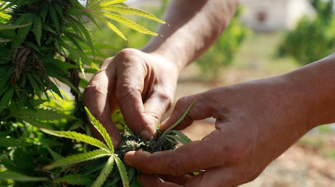 Nuno Monasterio, Sekretär der Genossenschaft Norma, sammelt Cannabisblüten auf seiner Plantage auf Mallorca.