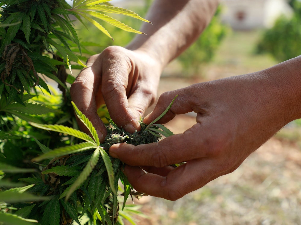 Cannabis-Plantage Mallorca 1