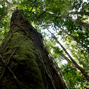 Eine Aufnahme eines Baumes im Regenwald von Suriname.