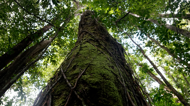 Eine Aufnahme eines Baumes im Regenwald von Suriname.