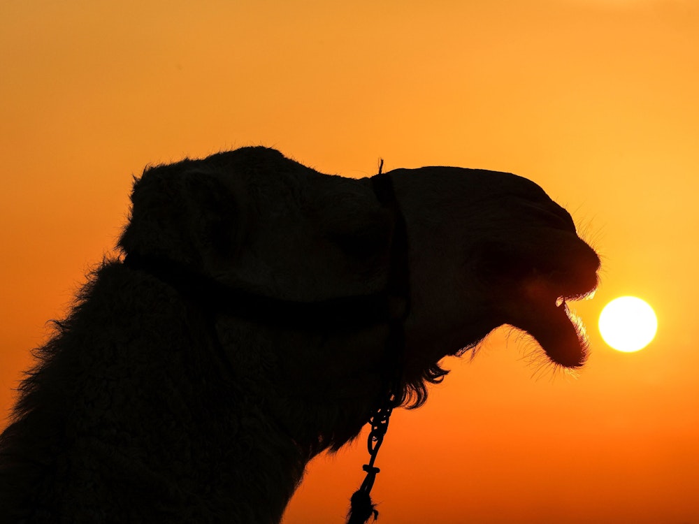 Ein Kamel vor der untergehenden Sonne.