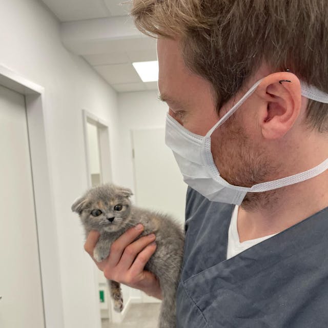 Einer der Tierpfleger hält ein kleines Kätzchen in der Hand.