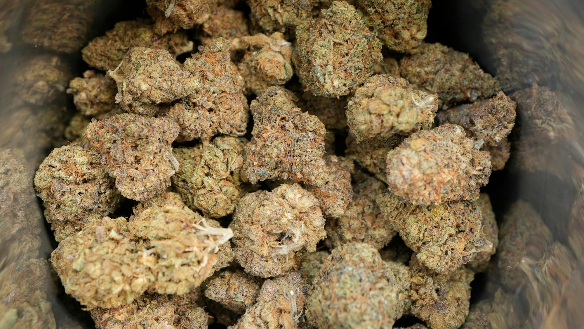 Getrocknete Cannabis-Pflanzen liegen in Kugeln gepresst in einer Schale.