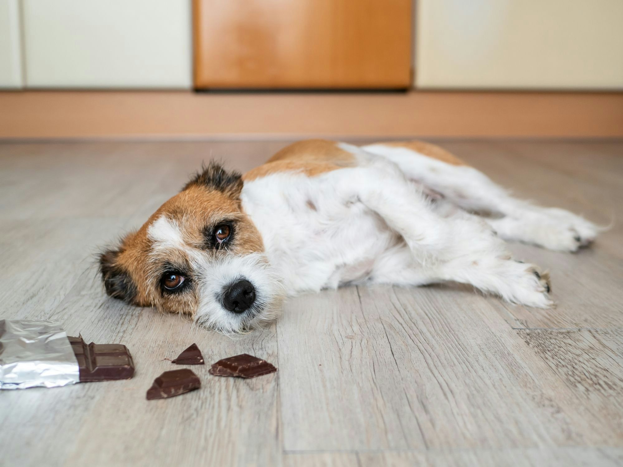 Ein Hund liegt neben einer aufgerissenen Packung mit Schokolade