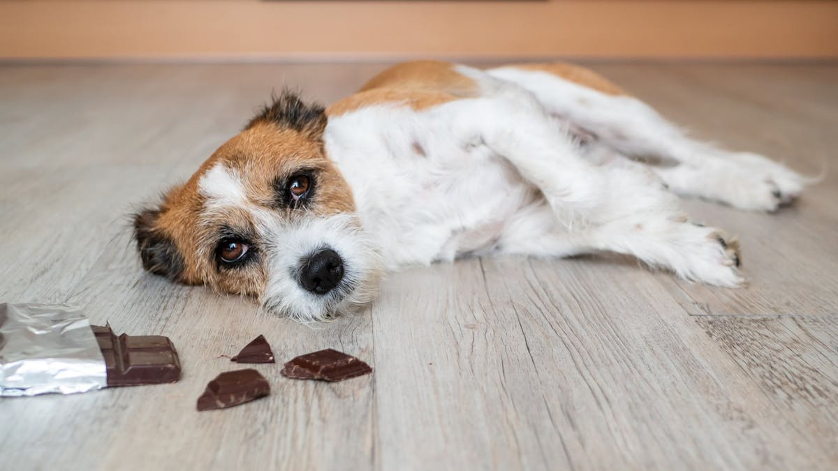 Ein Hund liegt neben einer aufgerissenen Packung mit Schokolade