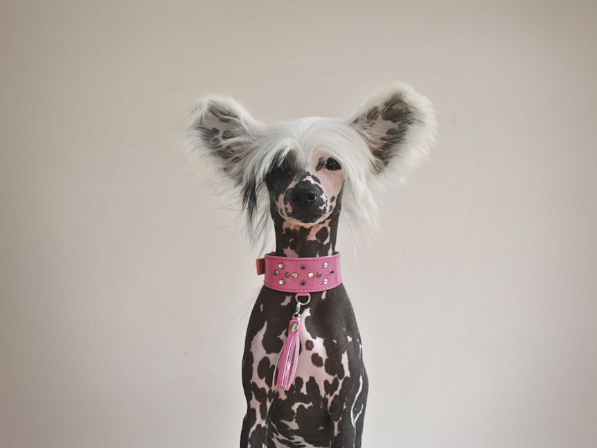 Ein Chinesischer Schopfhund mit pinken Halsband sitzt vor einer grauen Leinwand.