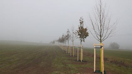 Schnurgerade zieht sich die Reihe der 49 Linden frisch gepflanzten Lindenbäume über eine Wiese an der B 51 bei Blankenheimerdorf.