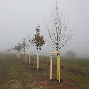 Schnurgerade zieht sich die Reihe der 49 Linden frisch gepflanzten Lindenbäume über eine Wiese an der B 51 bei Blankenheimerdorf.