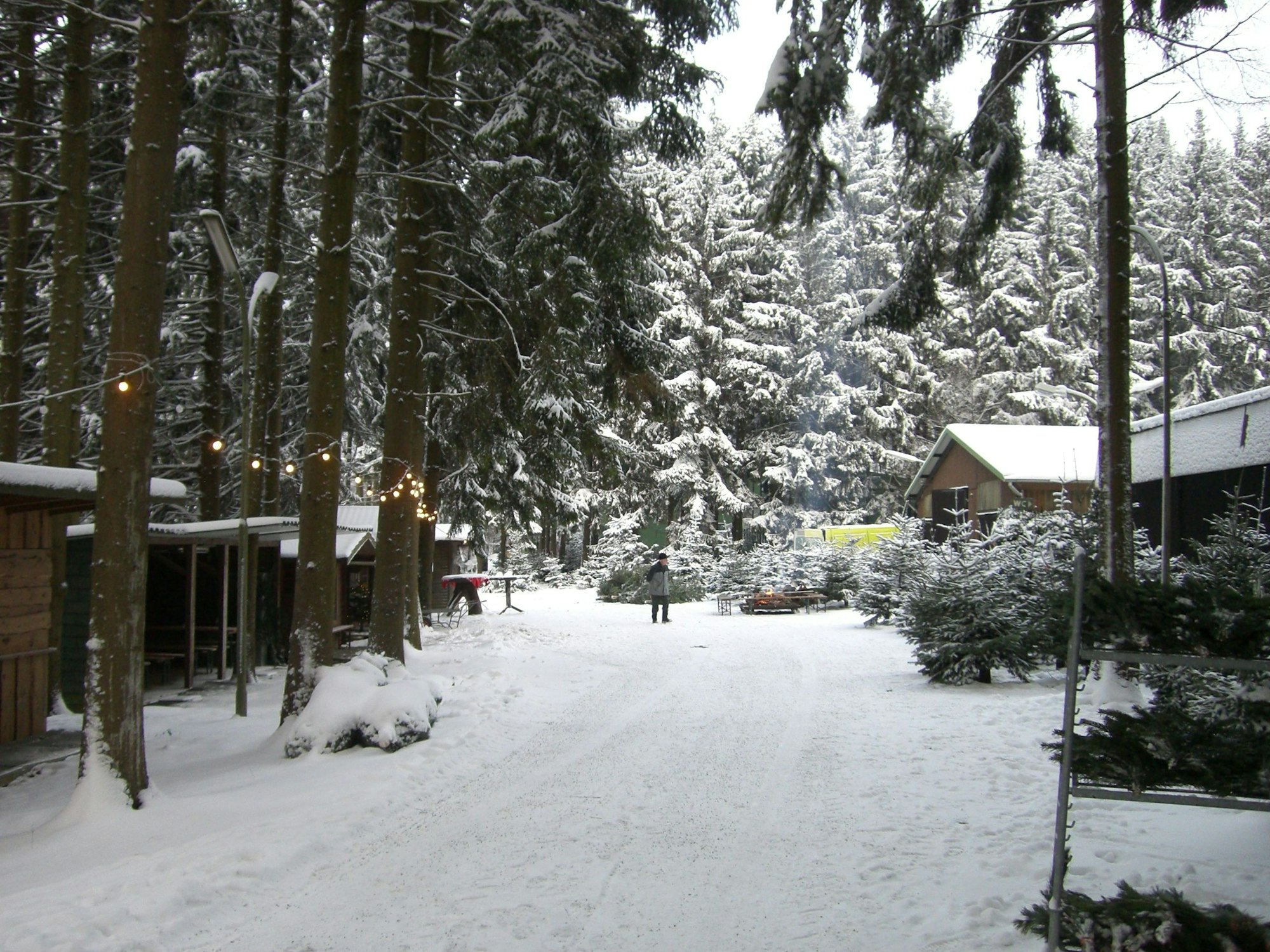Tannenbäume im Schnee bei Eschbachs, Marialinden Overath
