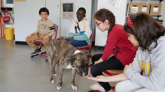 Vier Grundschüler sitzen im Stuhlkreis, der American-Staffordshire-Terrier-MischlingMerlin läuft von Kind zu Kind, um seine Leckerlies zu ekommen.