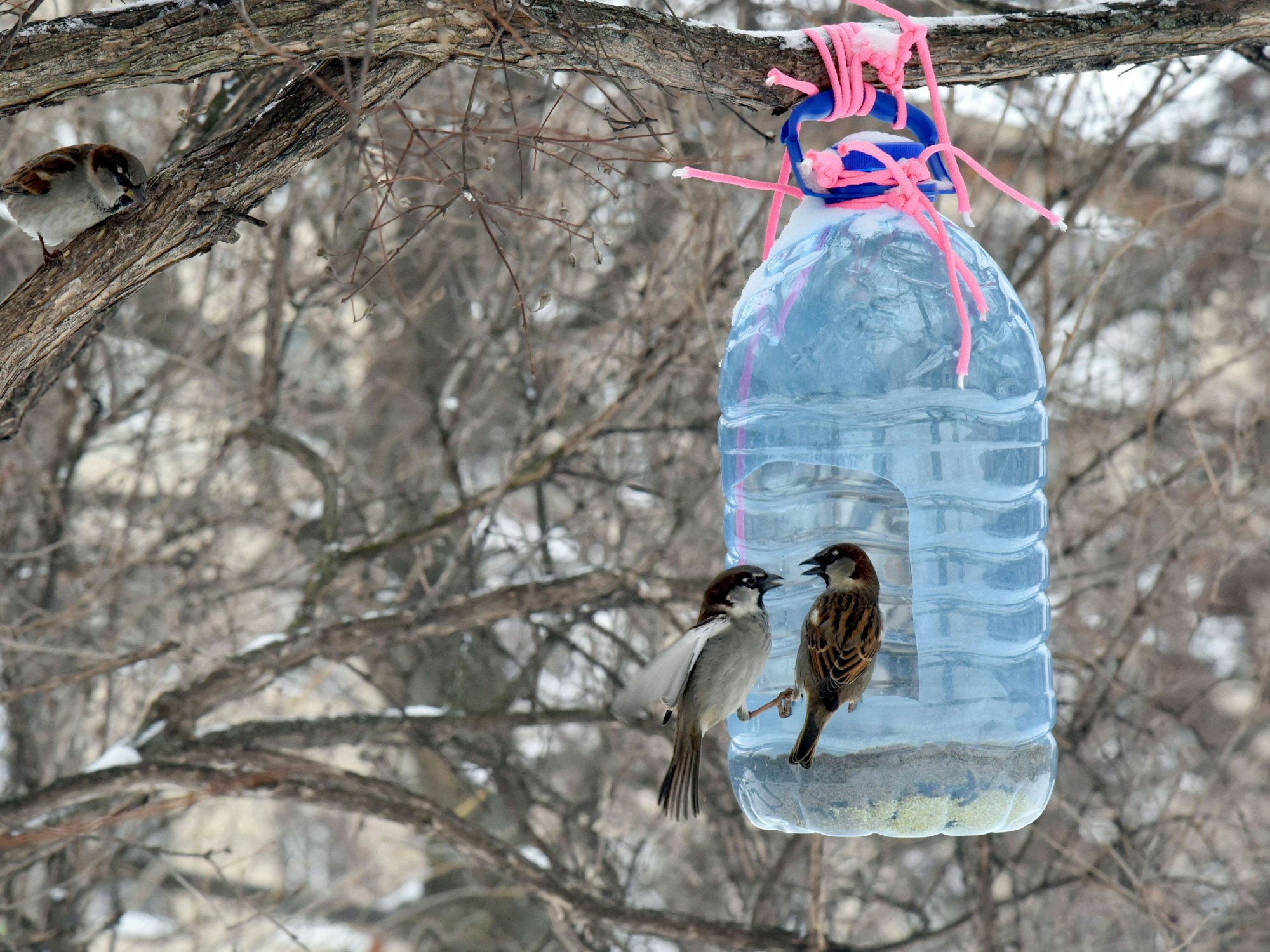 Vögel bedienen sich an einem selbstgebauten Futterspender aus einer Plastikflasche, der an einem Baum angebracht ist.