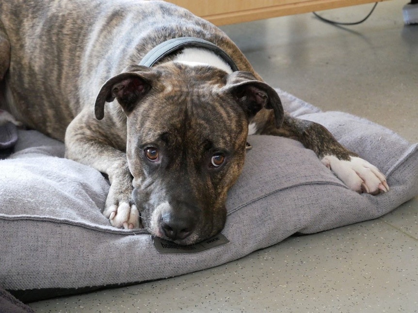 Merlin, der American-Staffordshire-Terrier-Schulhund liegt entspannt auf einem Kissen.