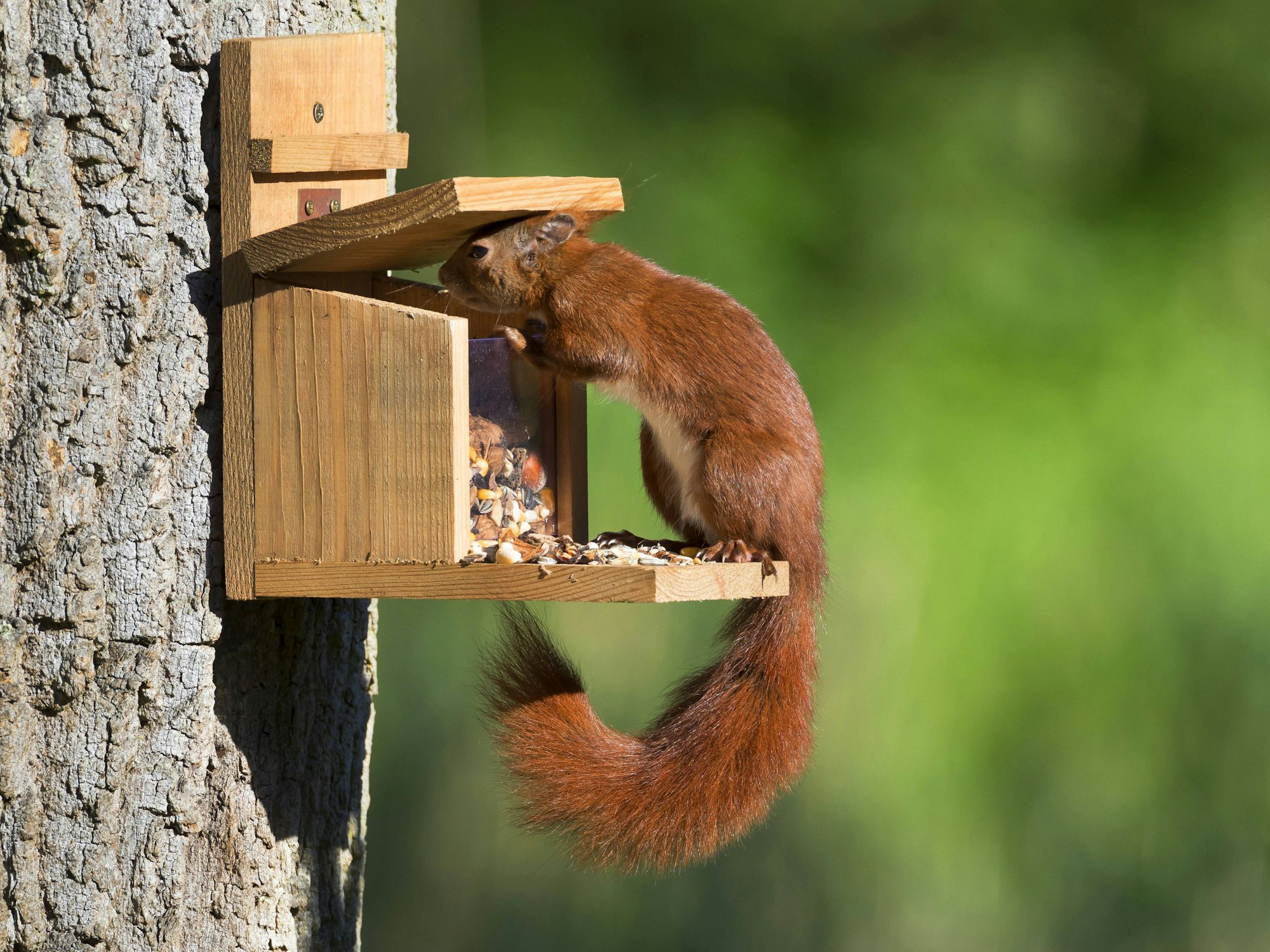 Ein Eichhörnchen bedient sich aus einem Futterkasten, der am Baum angebracht ist.