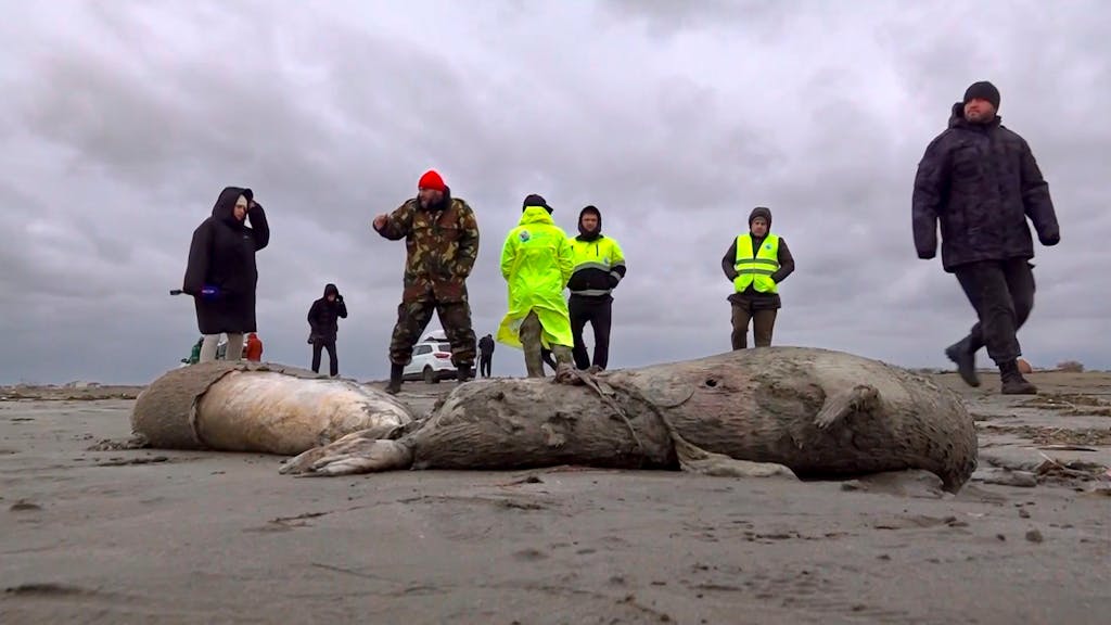 Dieses Videostandbild des russischen Fernsehsenders RU-RTR zeigt Journalisten und Mitarbeiter der Interdistriktalen Umweltstaatsanwaltschaft am Stand am Kaspischen Meer, an dem tote Robben liegen.