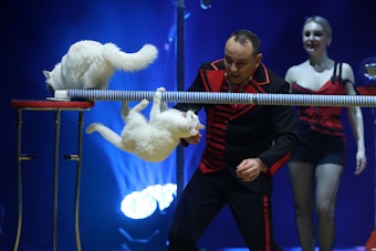 Bei Vlad Olandars Katzenshow laufen zwei weiße Katzen über einen schmalen Plastikschlauch, eine oben, die andere kopfüber hängend.