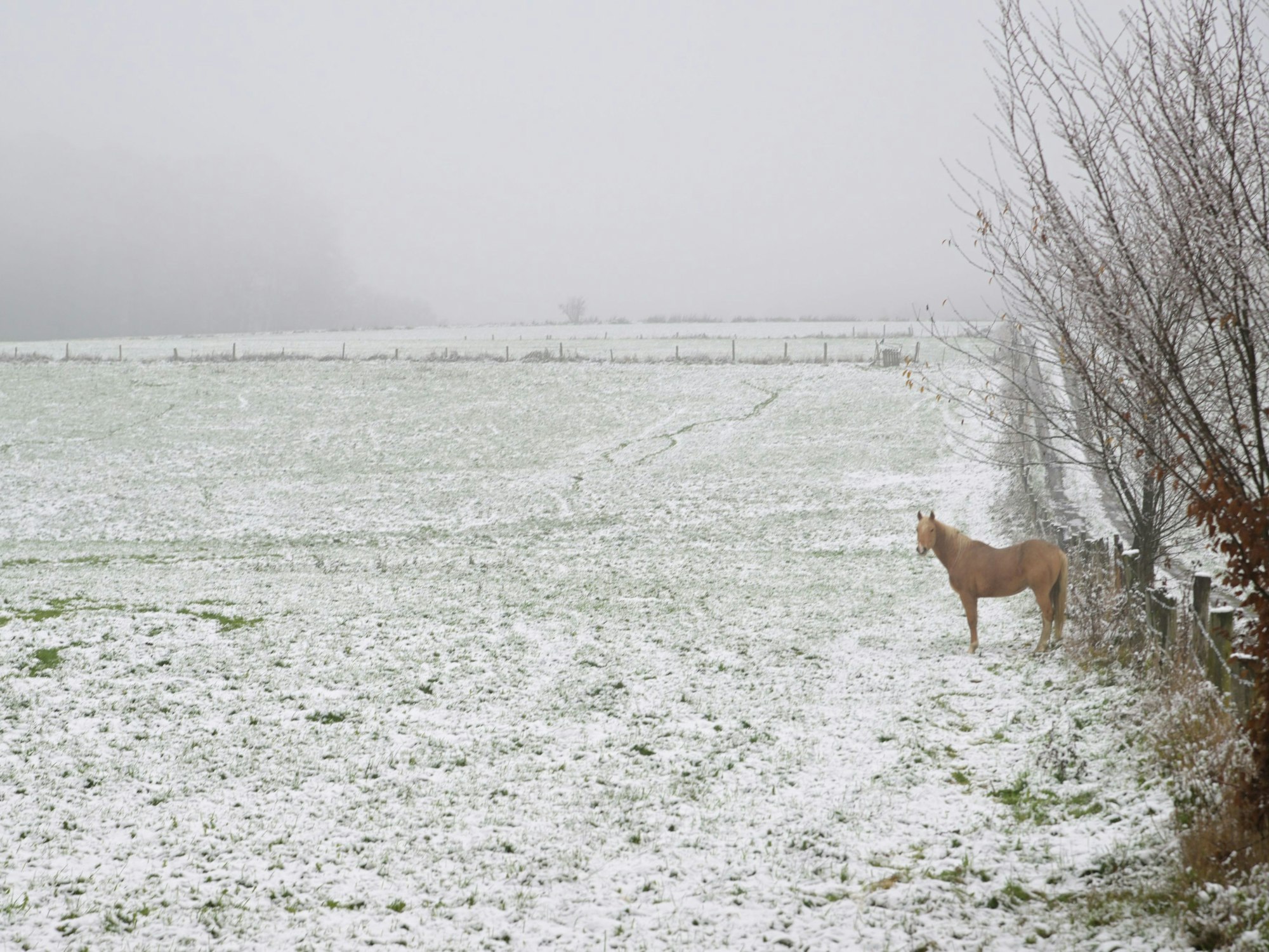 Ein Pferd steht auf einer Weide mit leichtem Schnee.