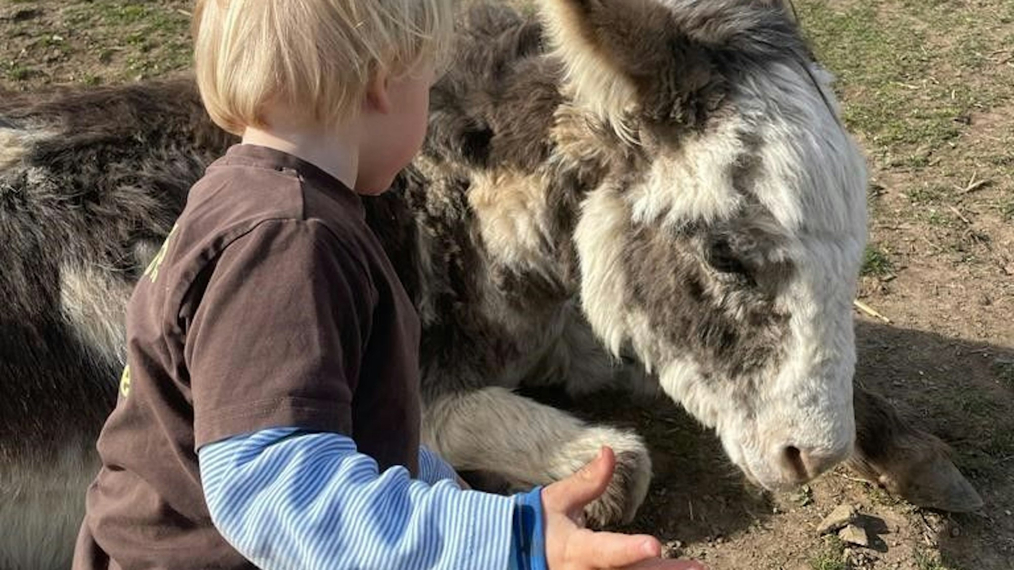 Ein Kind streichelt einen Esel im Wildpark Schmidt.