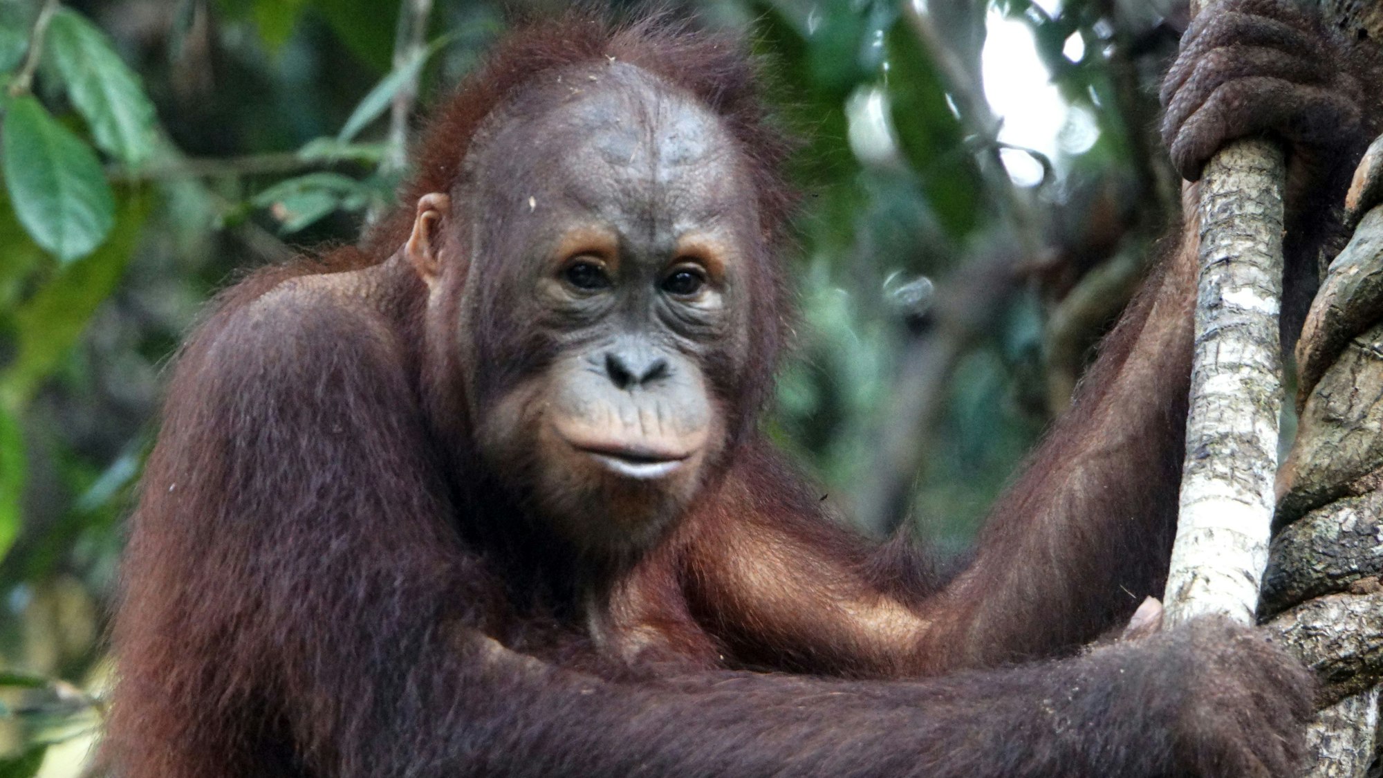 Reichshof: Die Firma Ralf Bohle/Schwalbe unterstützt die Borneo Orang-Utan Survival Foundation (BOS). Zu sehen ist der Affe Frank.