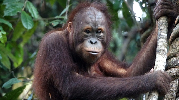 Reichshof: Die Firma Ralf Bohle/Schwalbe unterstützt die Borneo Orang-Utan Survival Foundation (BOS). Zu sehen ist der Affe Frank.