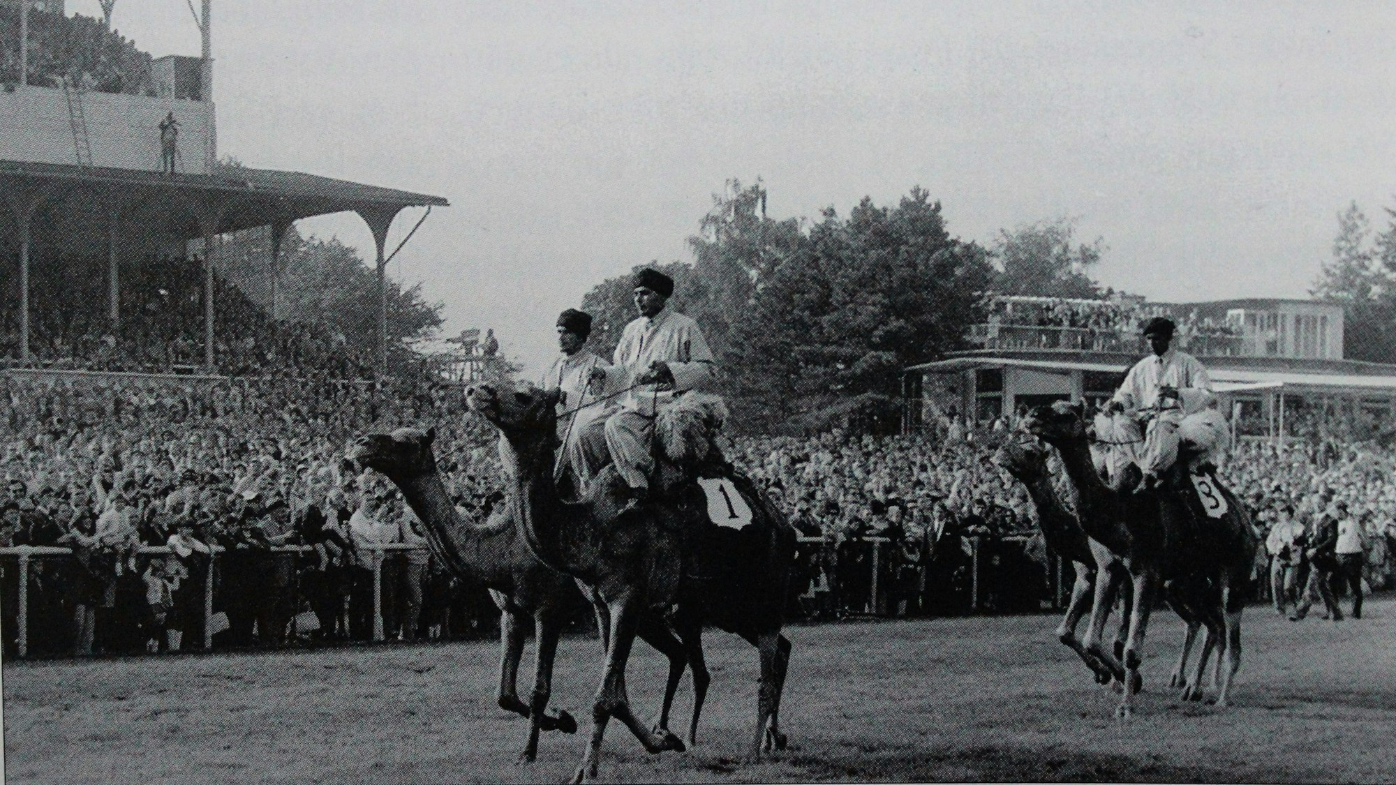 Die Rennbahn mit vier Kamelen und Reitern im Vordergrund und Publikum im Hintergrund.
