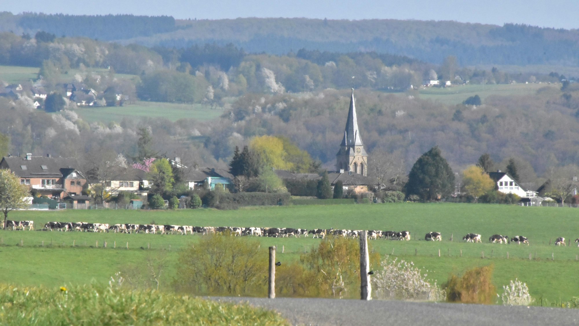 Auf einer Wiese stehen viele Kühe. Dahinter sind Häuser und eine Kirche zu erkennen.