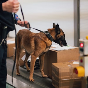Ein Hundeführer des Zolls sucht mit seinem Spürhund im Frachtbereich des Flughafens Köln/Bonn nach Paketen mit Drogen.