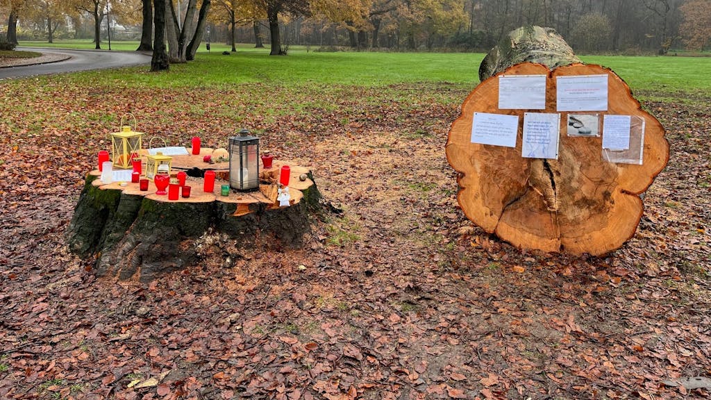 Der gefällte Stamm einer Rotbuche im Park Spich in Troisdorf.