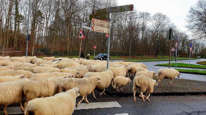 Schafsherde, die eine Straßenkreuzung überquert.