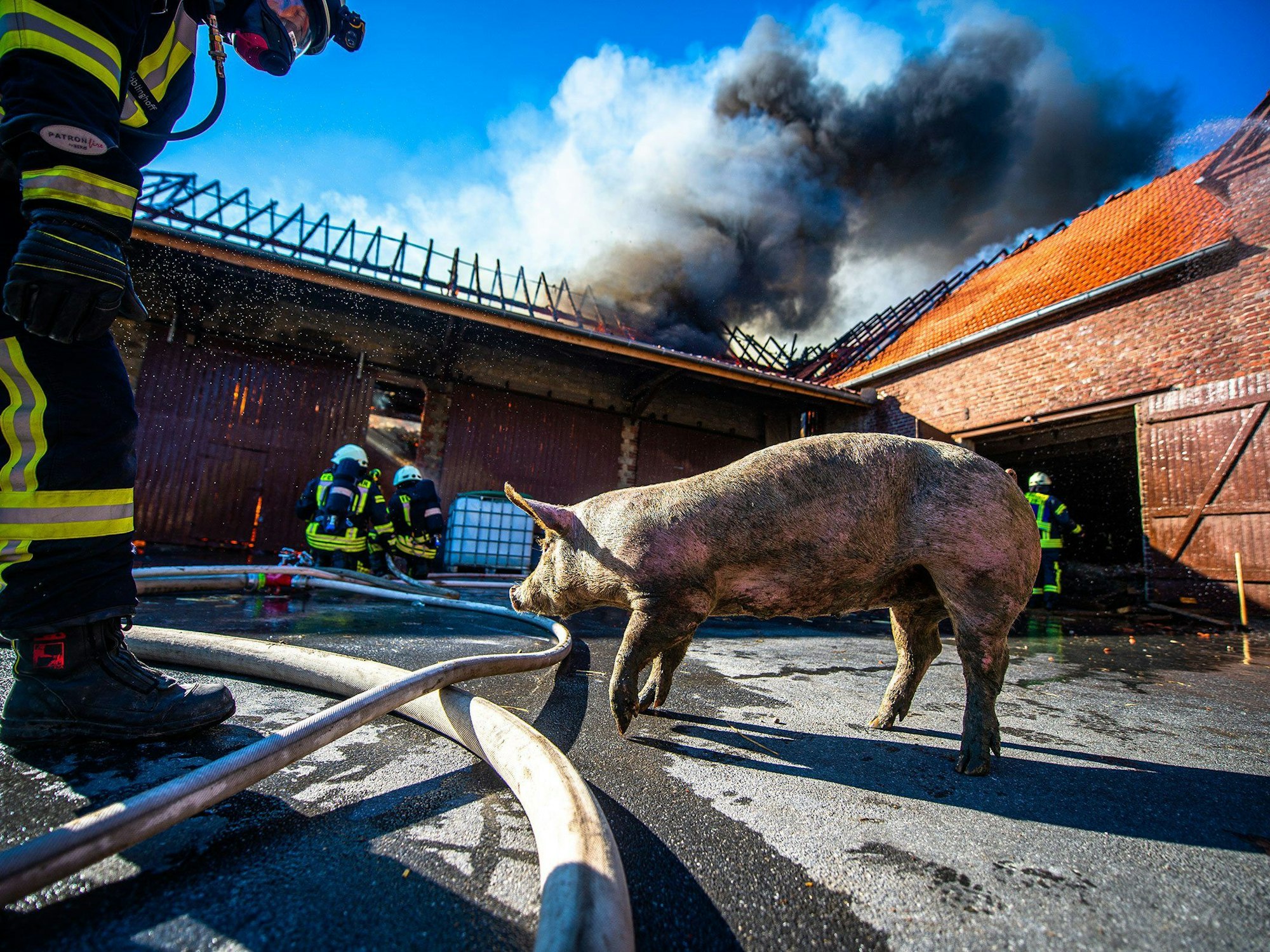 „Schwein gehabt“ des Fotografen Daniel Schröder belegt den Nachwuchspreis. Das Schwein wurde bei einem Brand auf einem Bauernhof in Warstein gerettet.