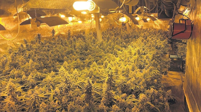 Cannabis wird illegal angebaut.