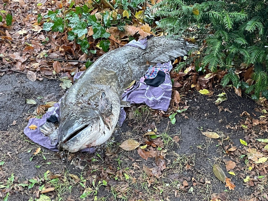 Spaziergänger fanden den toten Fisch in einem Park in Lübeck.