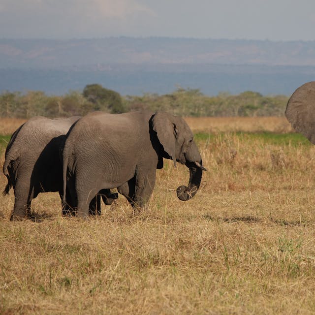 Elefanten stehen im Ruaha-Nationalpark