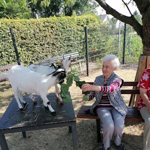 Zwei weiße Ziegen werden von einer Bewohnerin des Seniorenzentrums Johannesstift mit Blättern gefüttert.