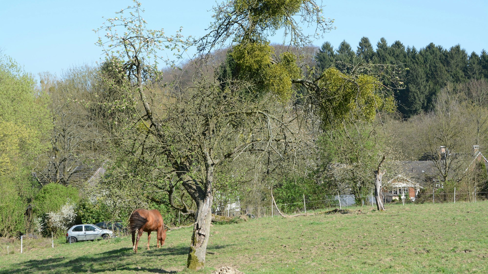 Die Mistel hat sich in einem Obstbaum festgesetzt. Der Obstbaum steht auf einer Pferdewiese. Im Hintergrund grast ein Pferd.