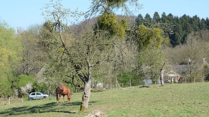 Die Mistel hat sich in einem Obstbaum festgesetzt. Der Obstbaum steht auf einer Pferdewiese. Im Hintergrund grast ein Pferd.