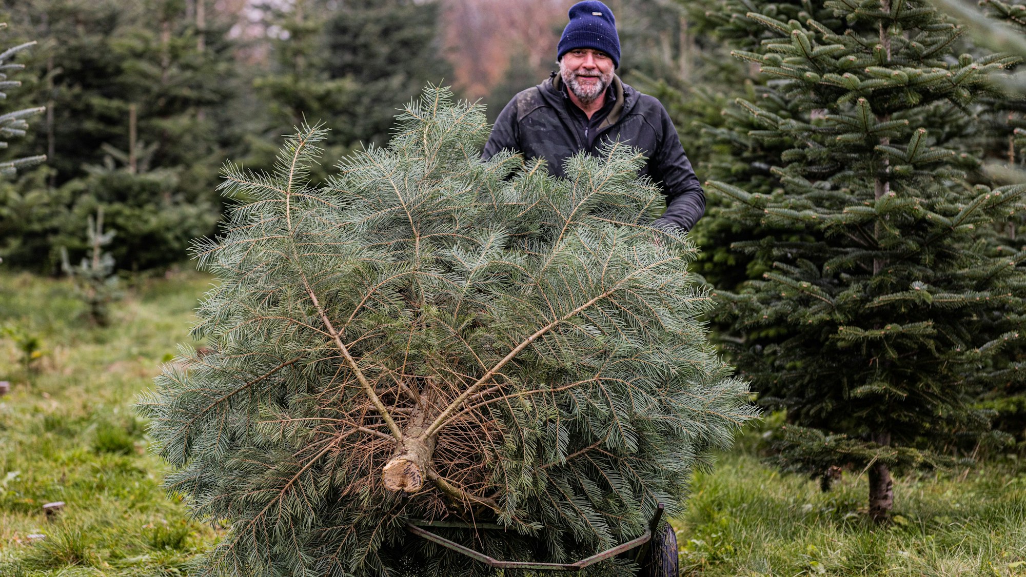 Martin Bollenbeck mit einem frisch abgesägten Weihnachtsbaum. Er verkauft schon seit vielen Jahren Weihnachtsbäume.