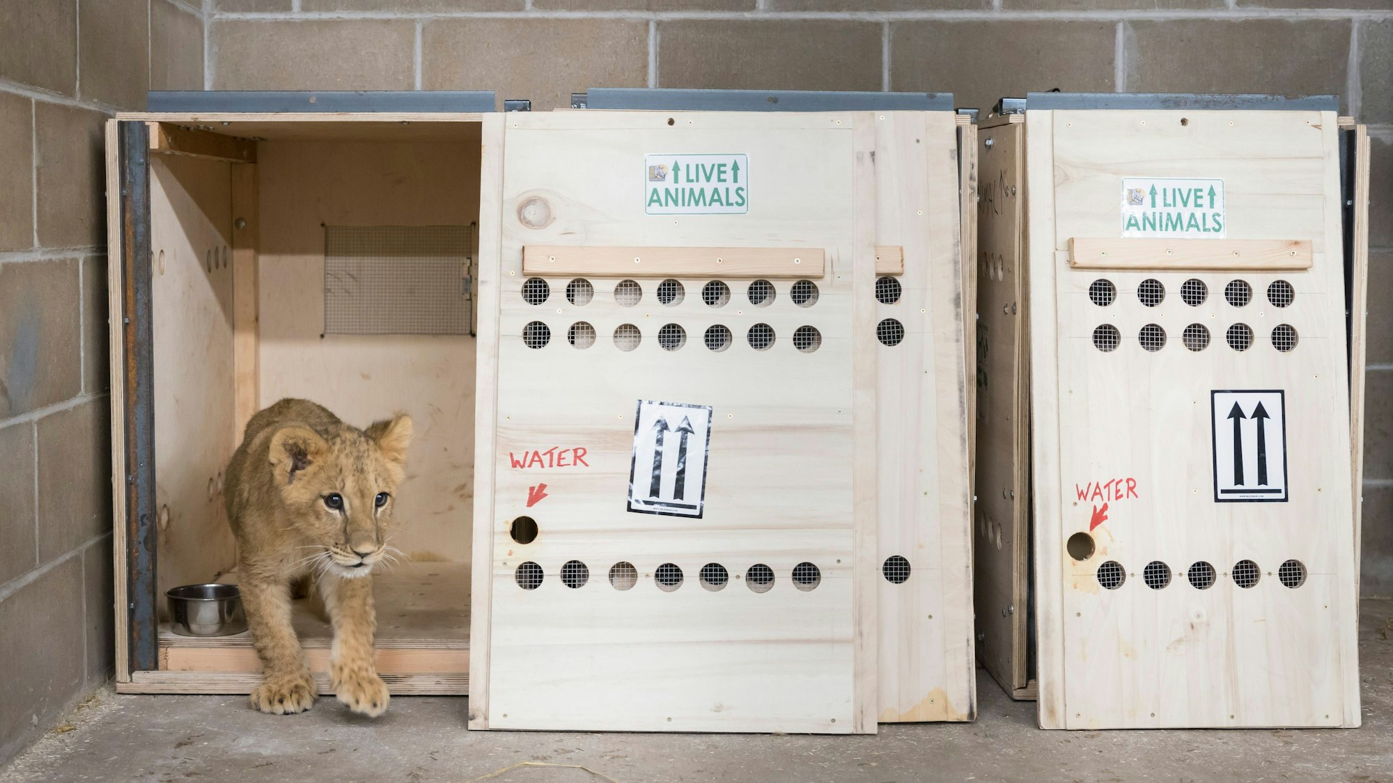 Dieses vom International Fund for Animal Welfare zur Verfügung gestellte Foto zeigt ein Löwenjunges im Wildcat Sanctuary in Sandstone, Minnesota. Vier Löwenjunge, die während des Krieges in der Ukraine zu Waisen wurden, sind sicher in einem Tierpark in Minnesota angekommen, das sich verpflichtet hat, ihnen ein dauerhaftes Zuhause zu geben.