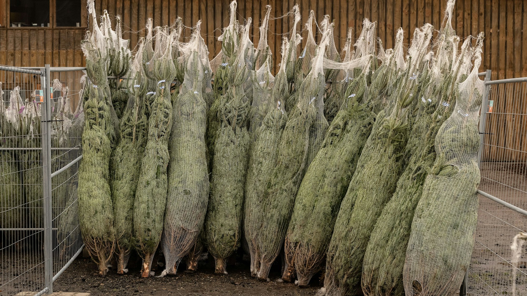 Abgepackte Weihnachtsbäume stehen zum Verkauf bereits – jetzt wurden rund 50 Bäume in Duisburg gestohlen.