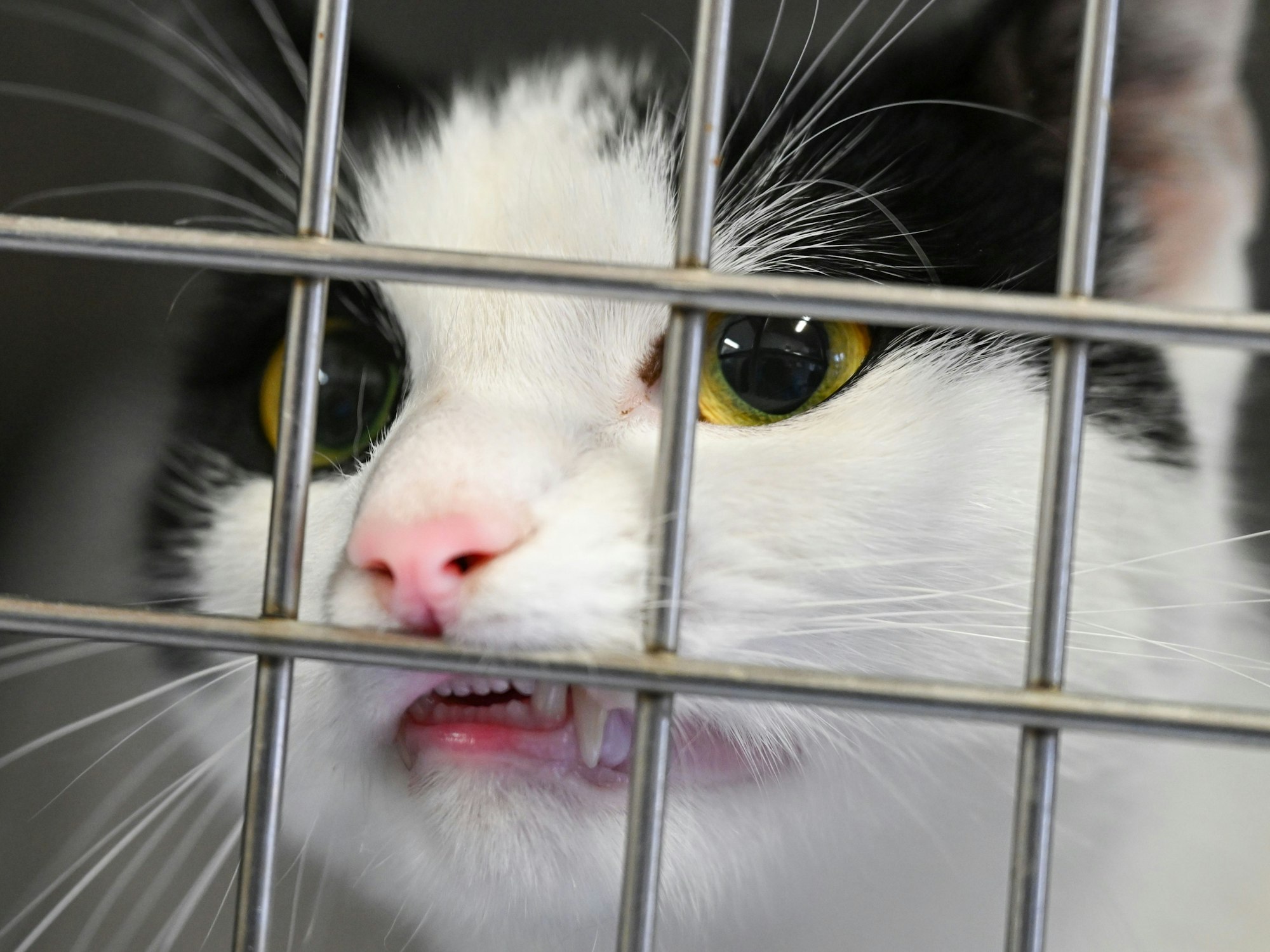 Eine Katze schaut im Quarantäneraum der Katzenstation des Tierheims Ingelheim neugierig durch das Gitter.