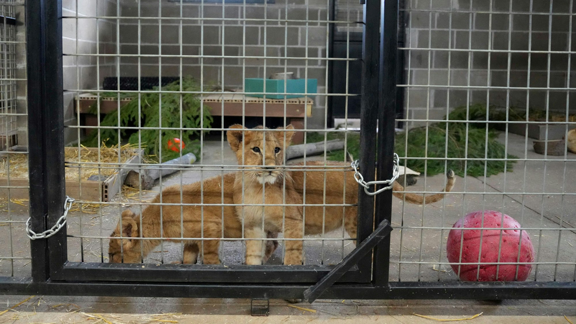 USA, Sandstone: Löwenbabys, die vom International Fund for Animal Welfare vor dem Krieg in der Ukraine gerettet wurden, stehen in einem Gehege im Wildcat Sanctuary in Sandstone, Minnota.